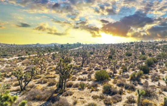 Yucca Valley “Skyline Ranch”: 2 Acres of Bountiful Joshua Trees, Spaciousness, and Horse Trails Galore!