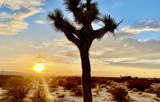 Joshua Tree “Daisy Lane”: Expansive Views and Star-Studded Night Skies in Peaceful “Sunfair Heights”